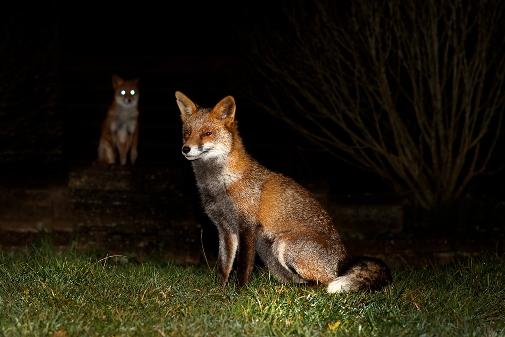 1212191212192897.jpg - Wolfy with second fox watching