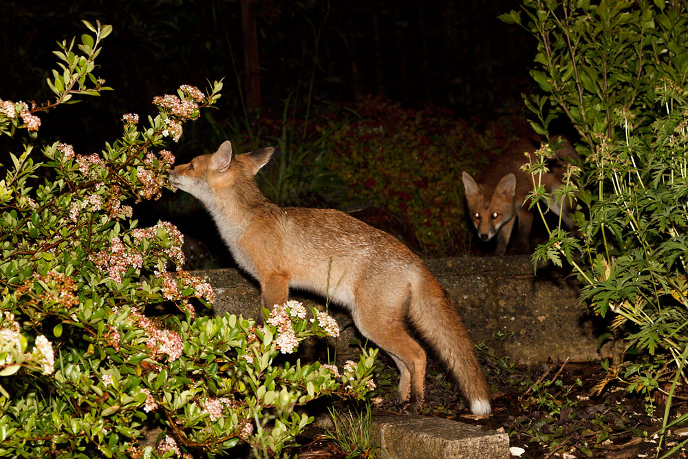 1301131206122714.jpg - Two fox cubs (Vulpes vulpes) in a garden. One watching the other sniffing flowers on a shrub.