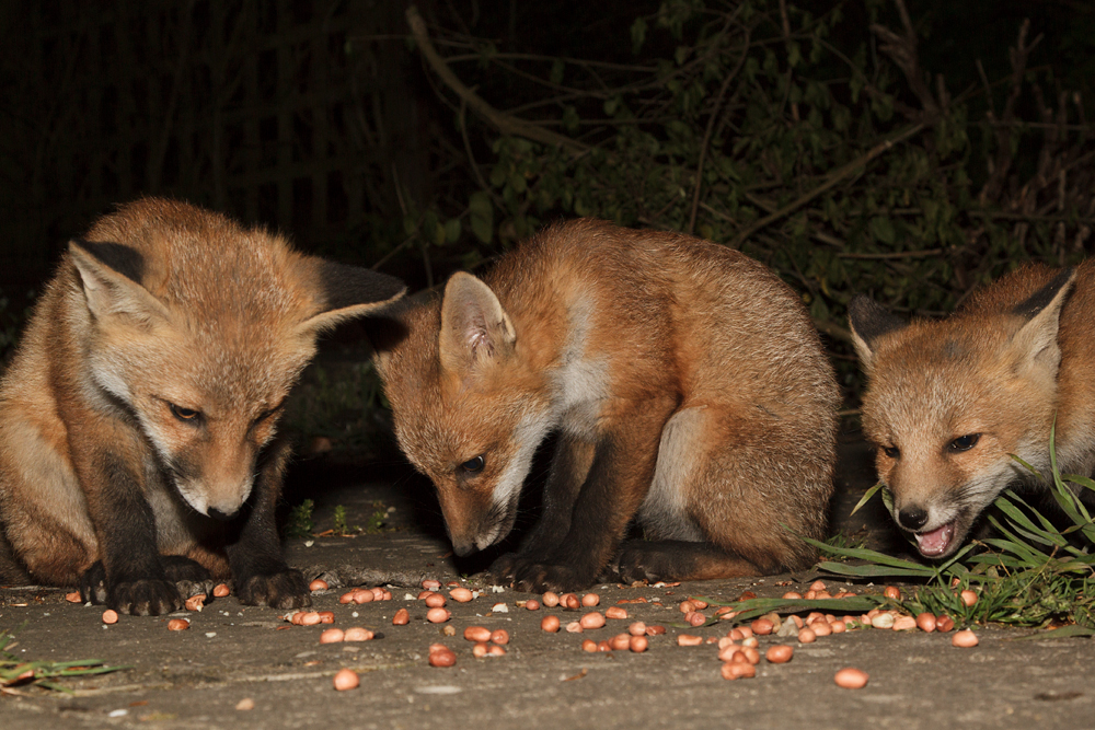 1301172305137945.jpg - Three fox cubs in the garden