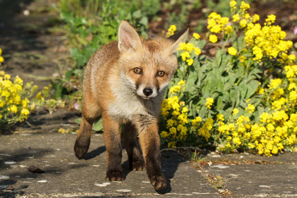 1302172705139646.jpg - Young fox cub (Vulpes vulpes) walking on garden path, East Sussex