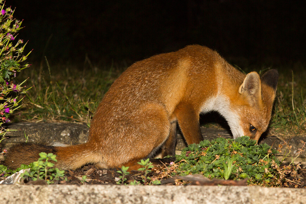 1303151307130948.jpg - Fox cub at night