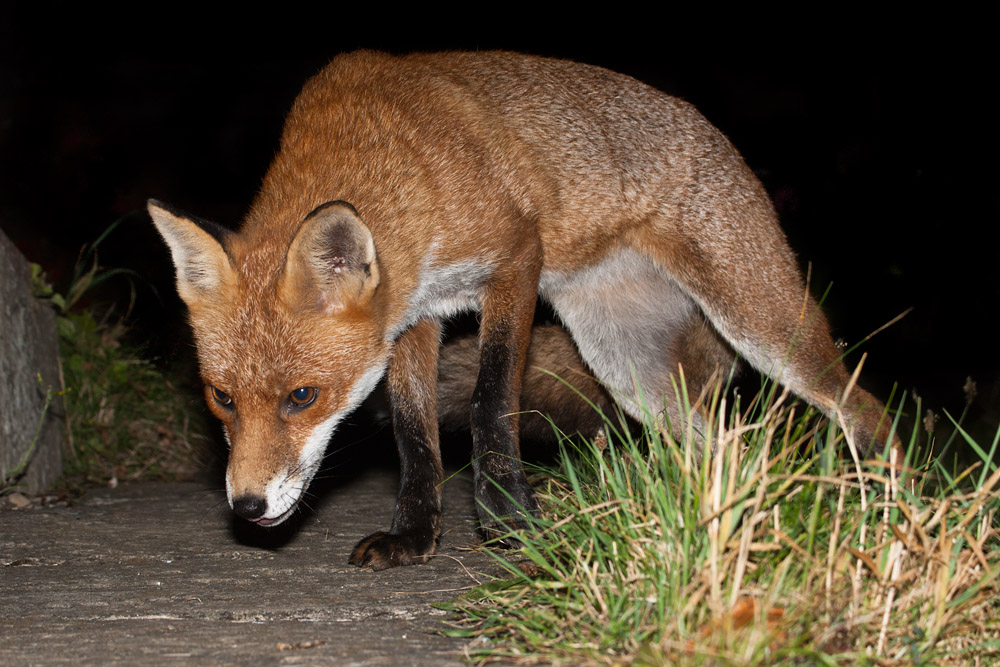 1303161209090621.jpg - Fox on garden path