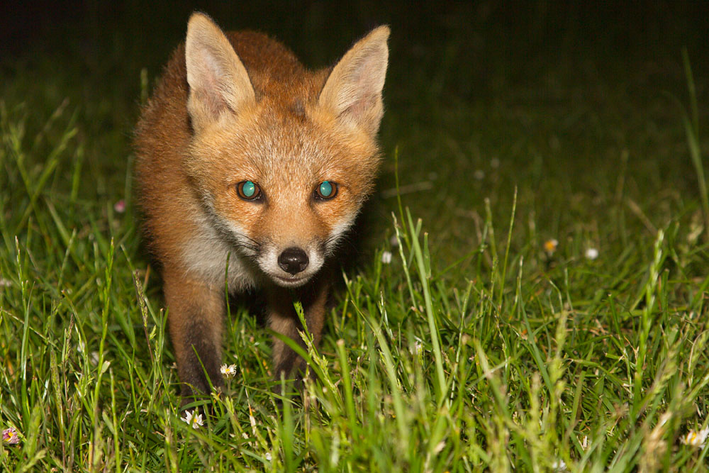1304143105130681.jpg - Fox cub displaying typical green/blue eyeshine.