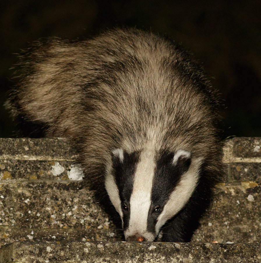1304151204151835.jpg - Badger in garden