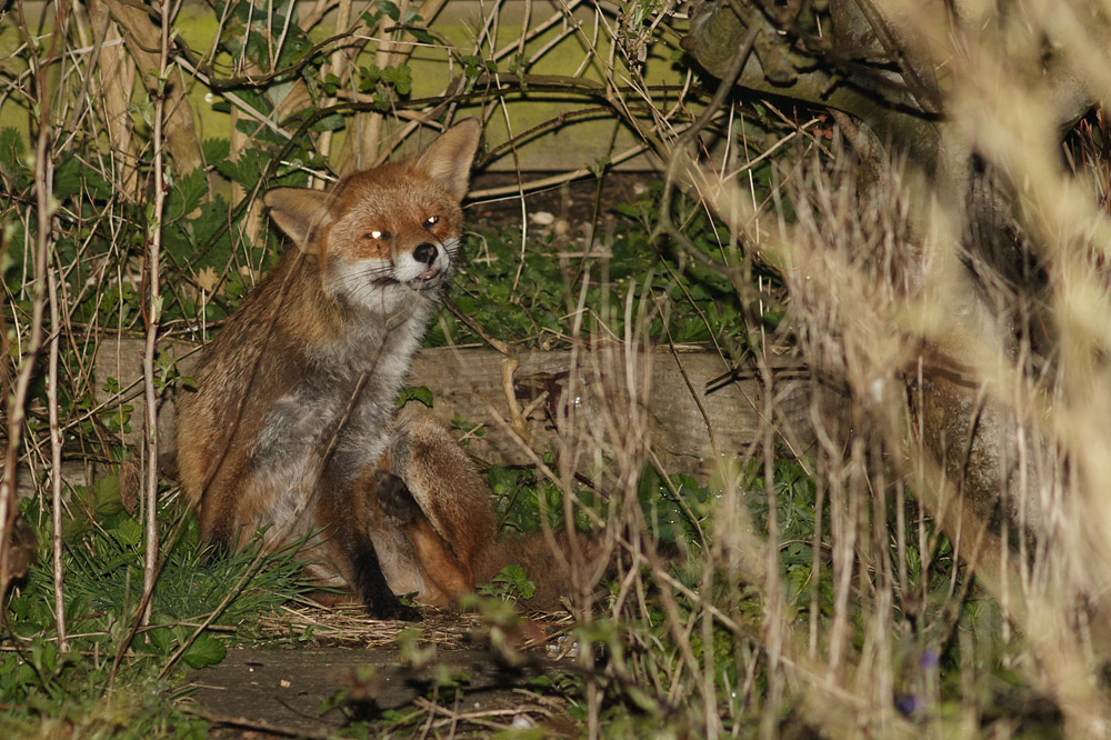 1304161104161993.jpg - Fox at the rear of the garden