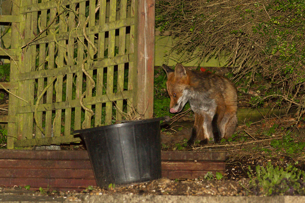 1305141205147362.jpg - Fox lurking at the rear of the garden