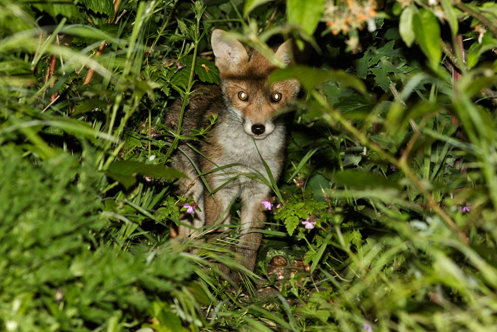 1305171305172873.jpg - Fox cub at about 10 weeks old in the undergrowth.