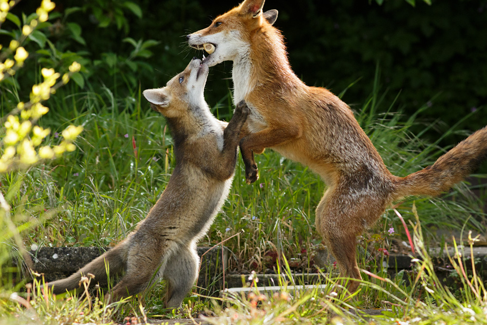 1305181305188055.jpg - Pretty Vixen and a young fox cub debate a treat.