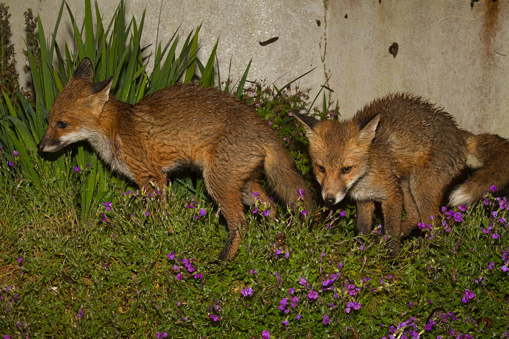 1306131206134060.jpg - Two fox cubs among purple flowers after the rain