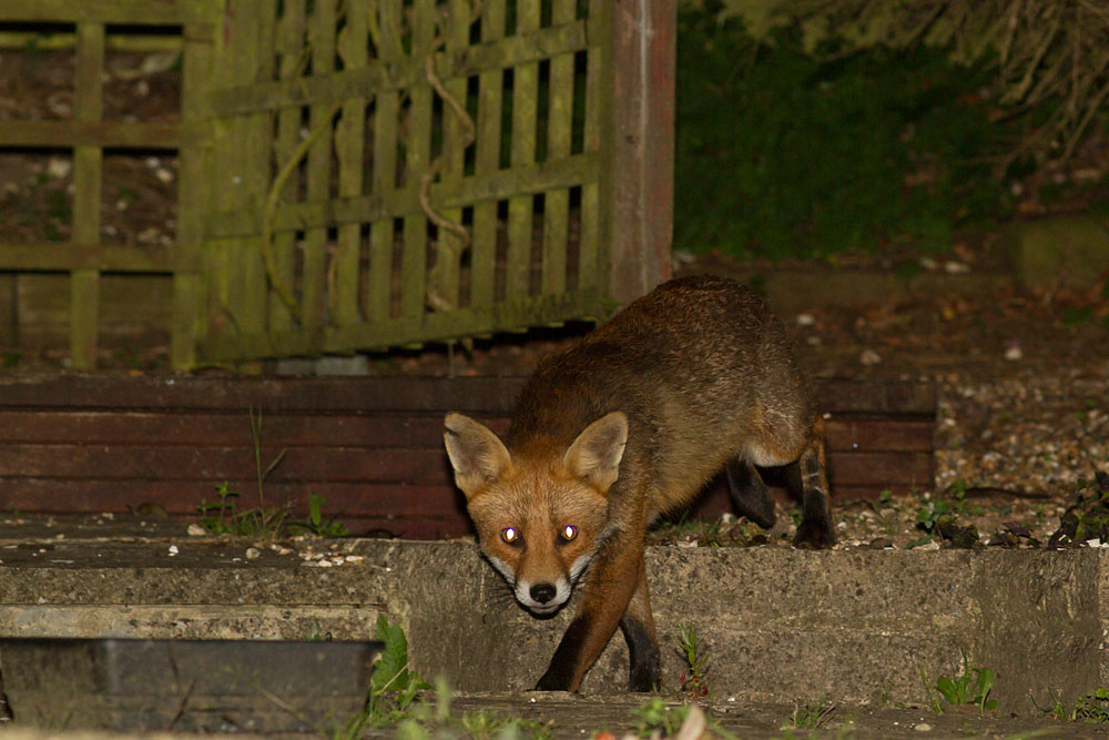 1306141006144148.jpg - Fox with nicked ear in suburban garden