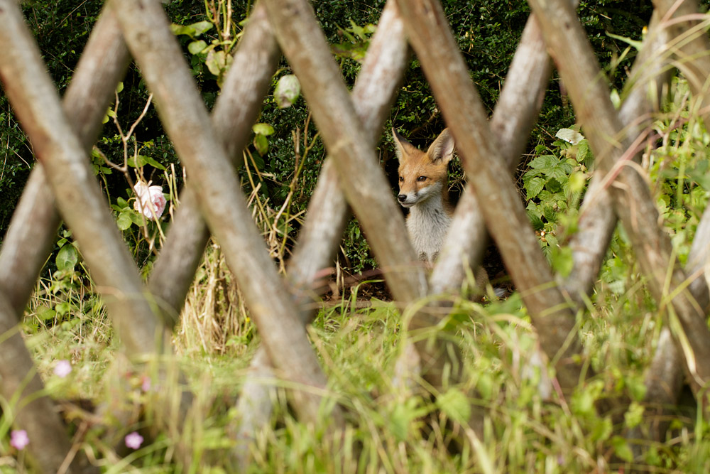 1306171106178866.jpg - Fox cubs enjoying a sunny afternoon exploring the wilds of a suburban garden