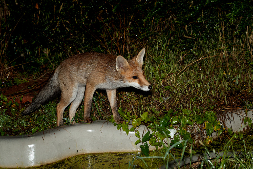 1307211207214291.jpg - Fox cub by the pond