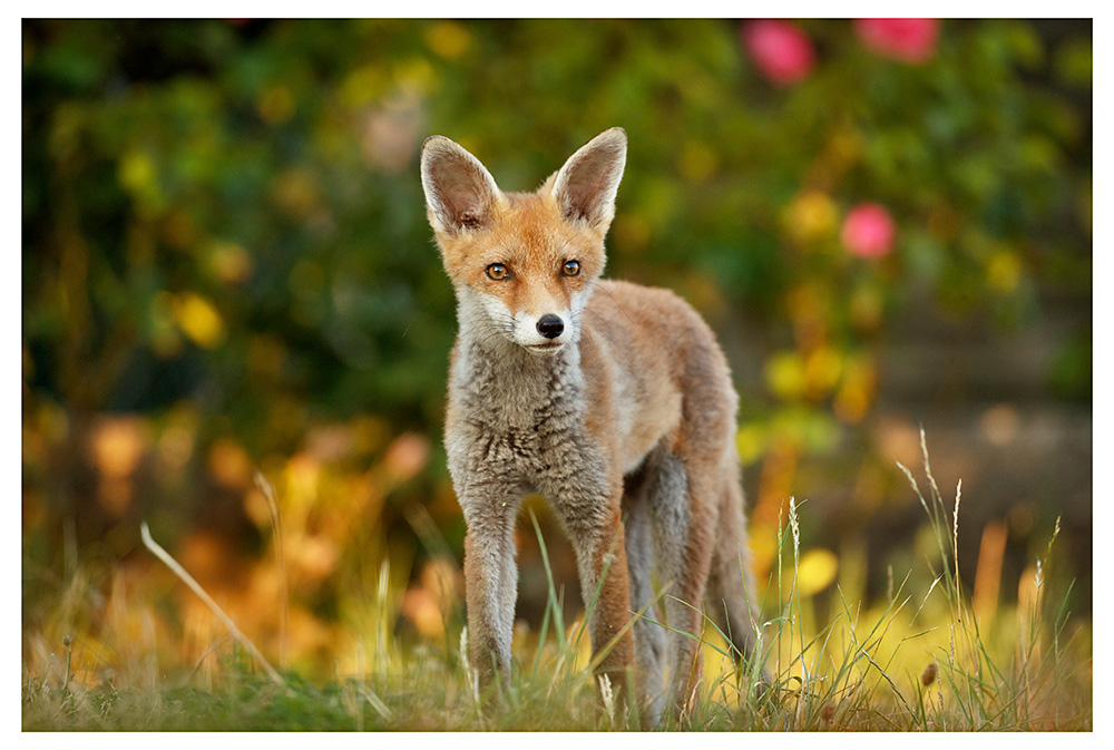 1307251207254051.jpg - Fox cub in sunshine