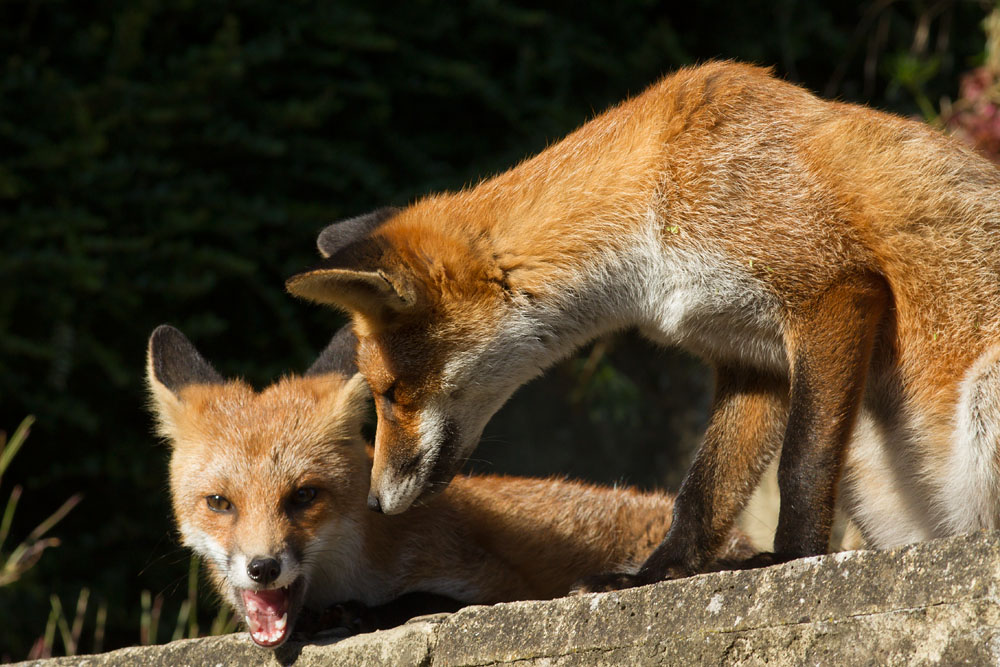 1308141108138364.jpg - Two fox cubs in the garden