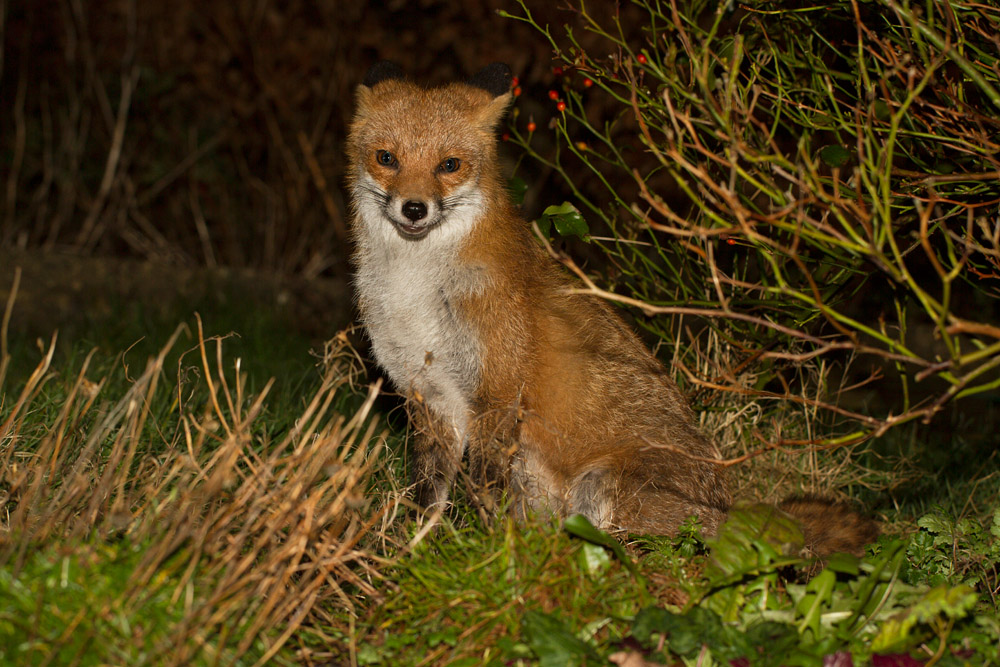 1309141402141350.jpg - Fox (Pretty) sitting in garden