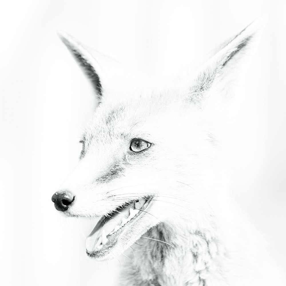 1309252208255098.jpg - Line portrait of Solo