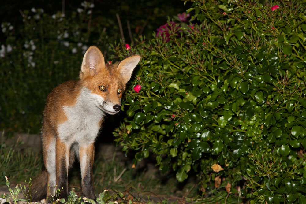 1310142706108378.jpg - Fox cub in garden