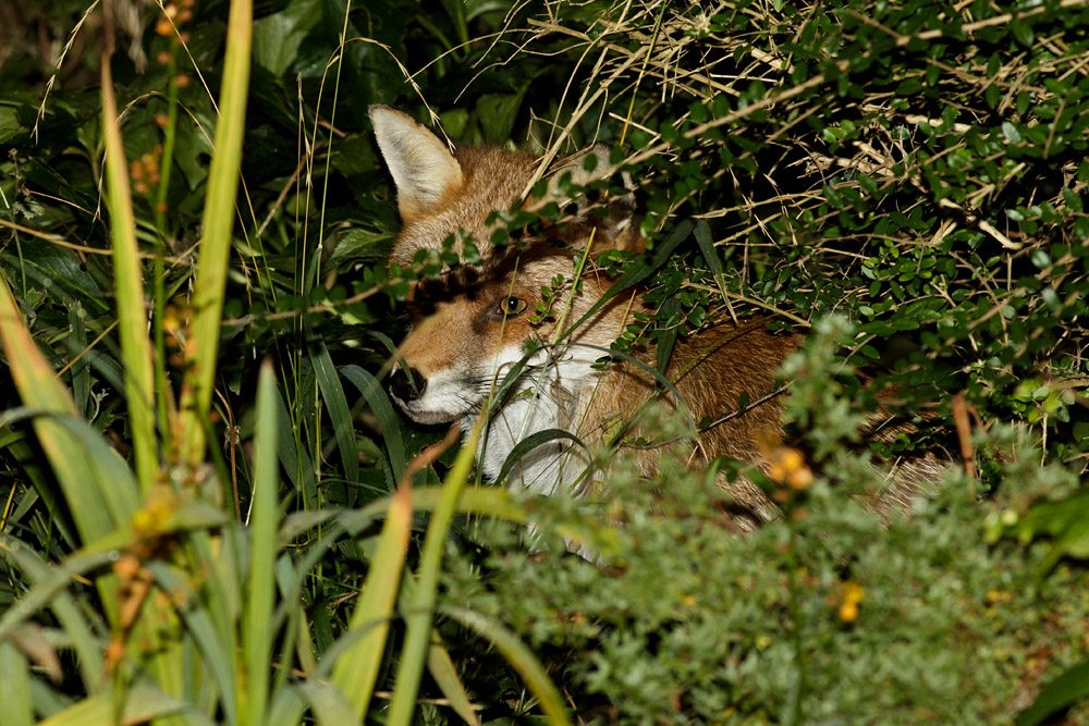 1310161310165326.jpg - Fox in garden