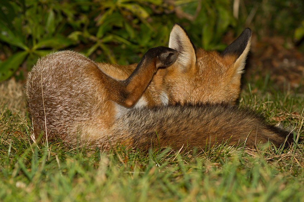 1311141409123624.jpg - Young fox sleeping in suburban garden.