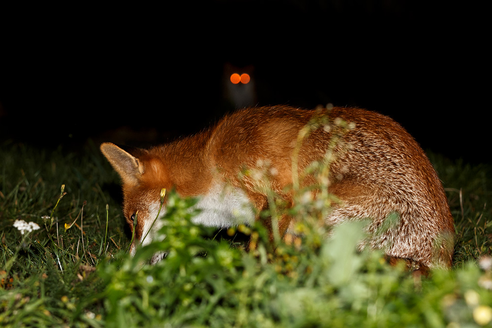 1311181311188759.jpg - Pretty, with second fox in background