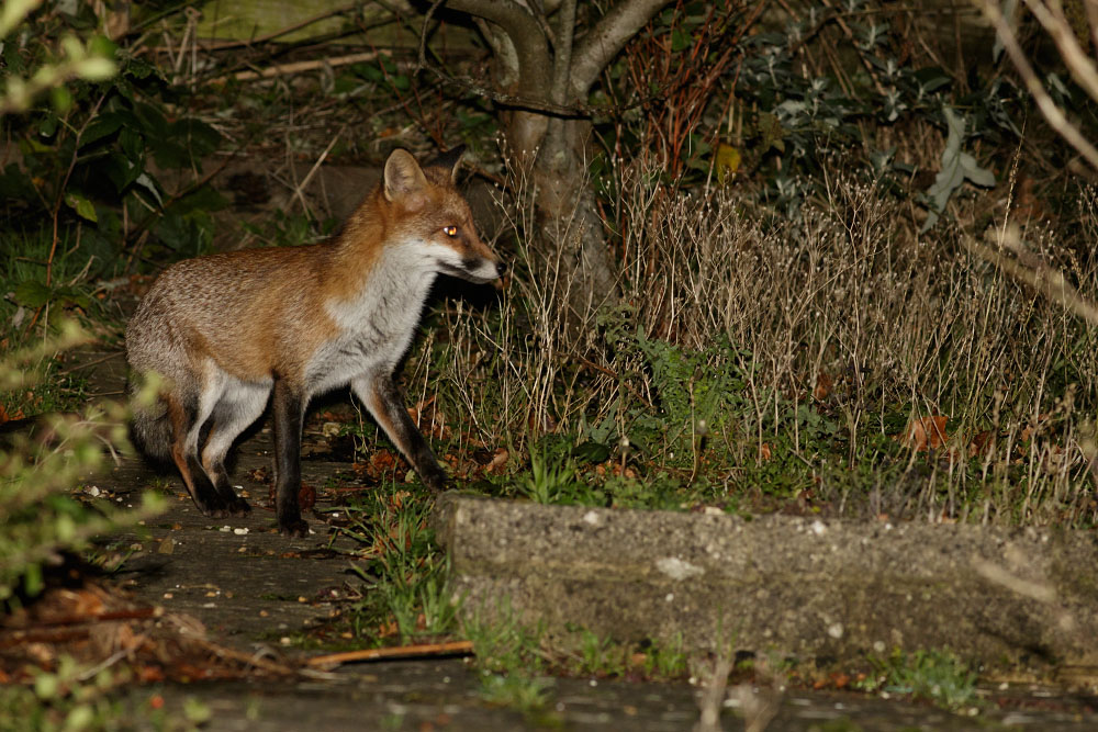 1312141212142076.jpg - Fox at the rear of the garden