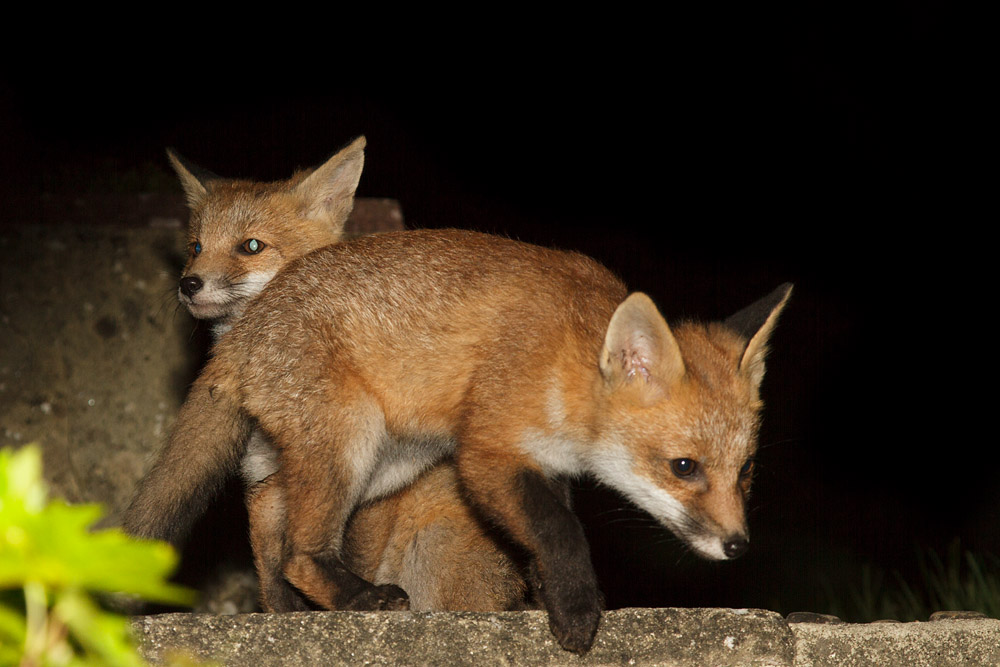 1312161805136772.jpg - Two fox cubs in the garden