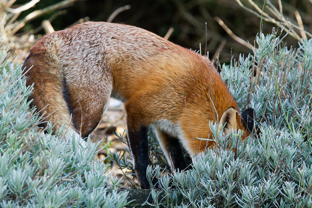 1401131301134311.jpg - Male adult fox (Vulpes vulpes) in a suburban garden.