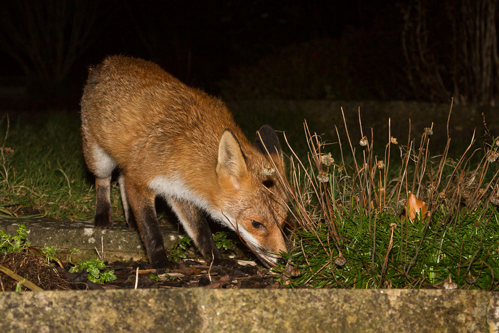 1401141301146760.jpg - Fox in garden