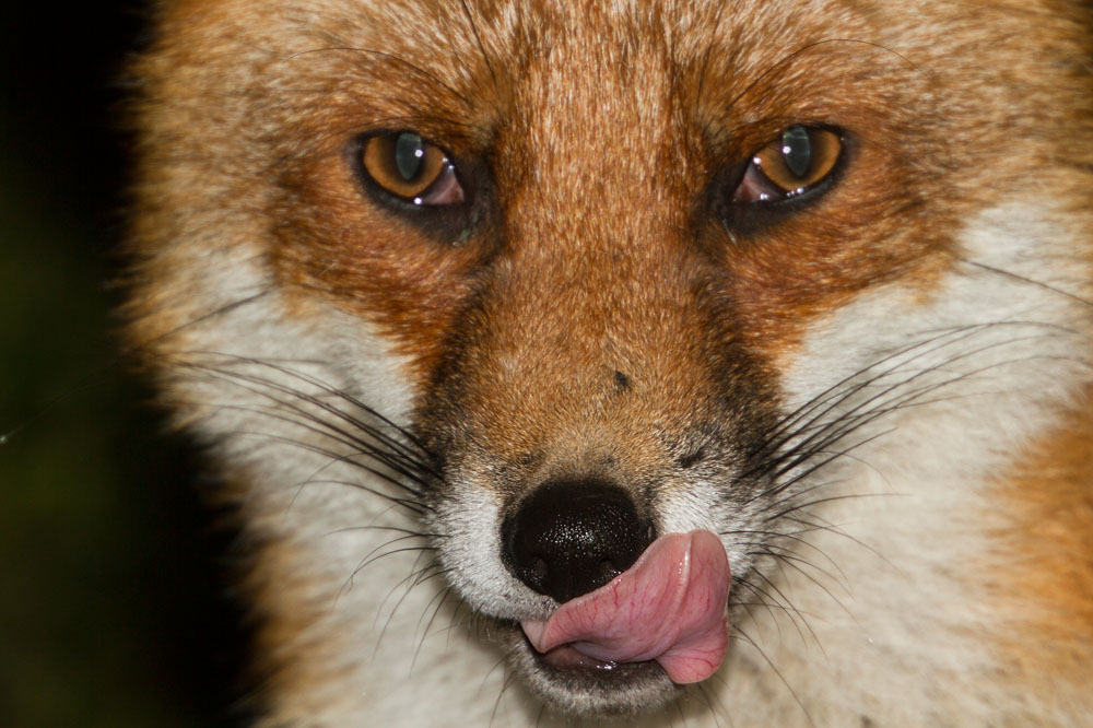 1401152802115630.jpg - Fox close-up with tongue showing