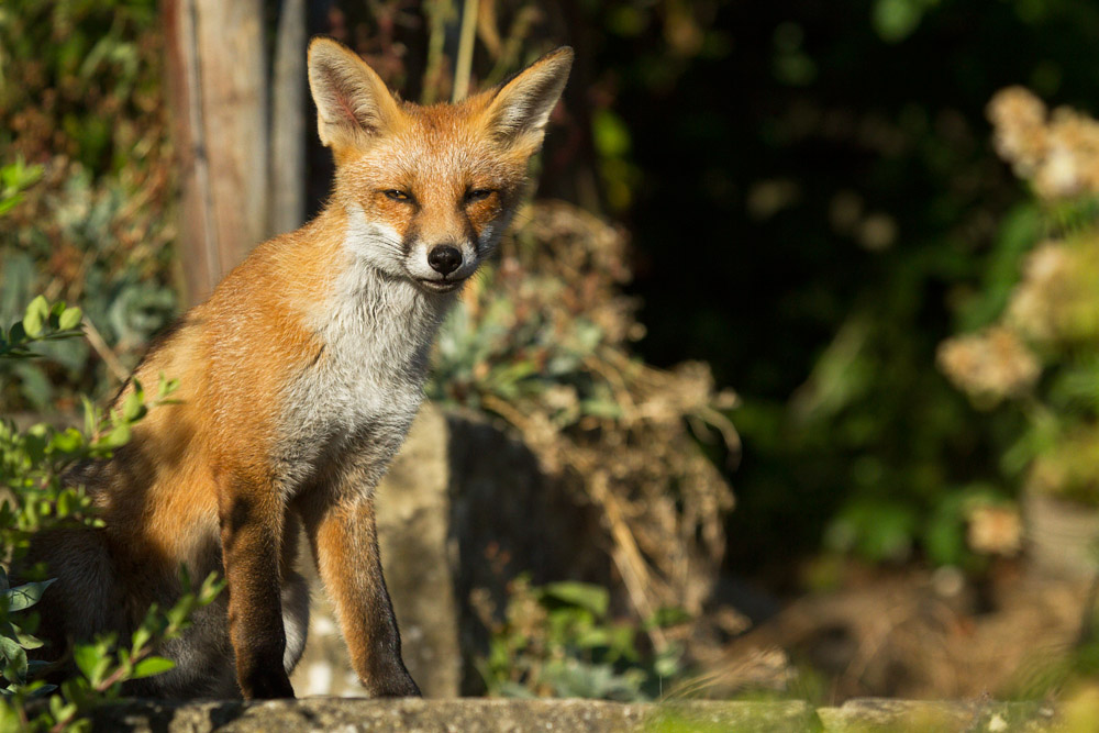 1401162407133519.jpg - Young fox sitting in the garden