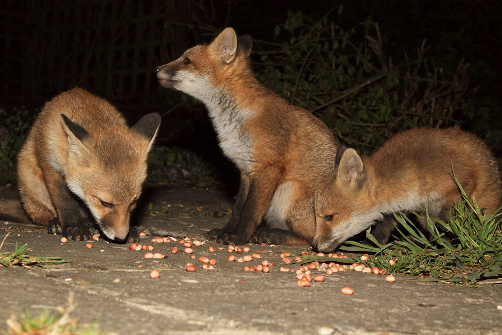 1401172305137940.jpg - Three fox cubs in the garden
