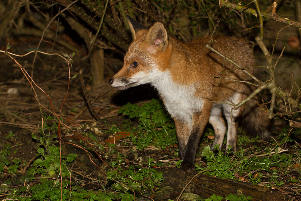 1403142302142963.jpg - Fox in garden undergrowth