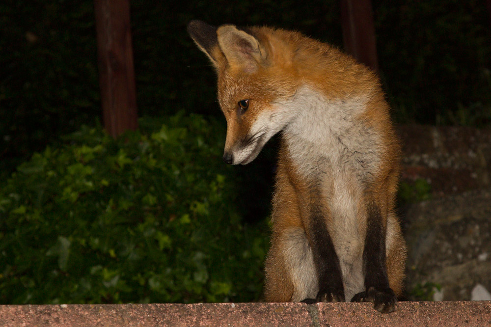 1403151307130944.jpg - Fox cub on wall