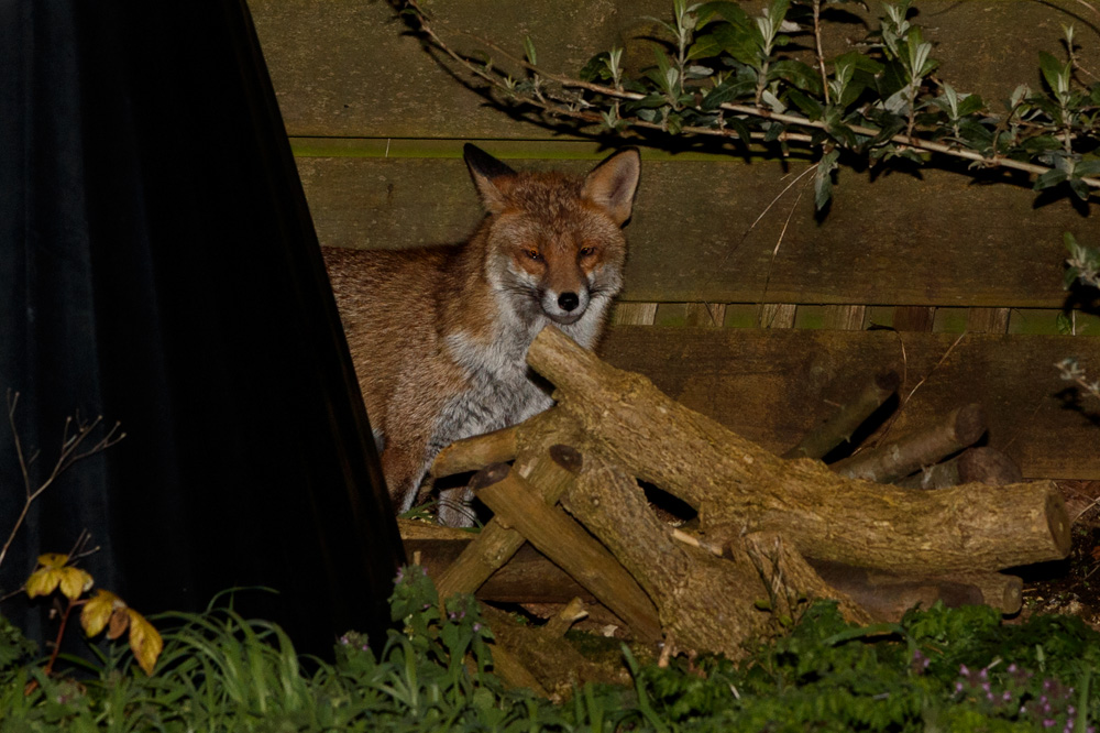 1403201303200632.jpg - Rare picture of shy dog fox