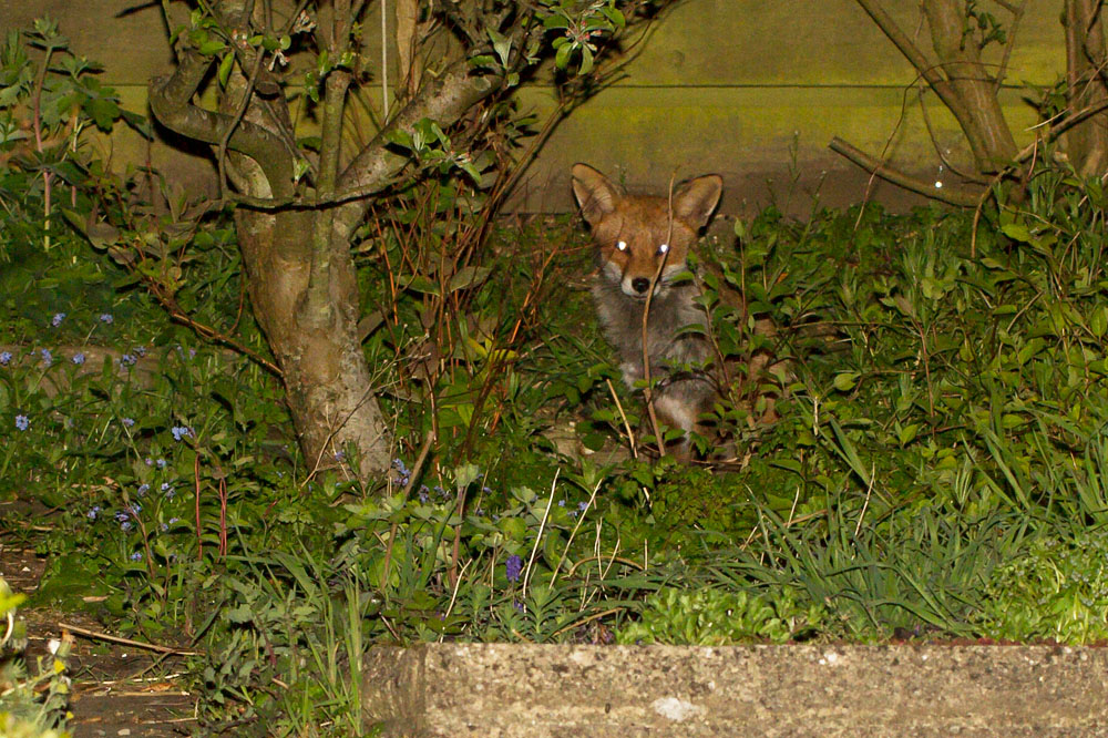 1404141304141603.jpg - Shy fox at rear of garden