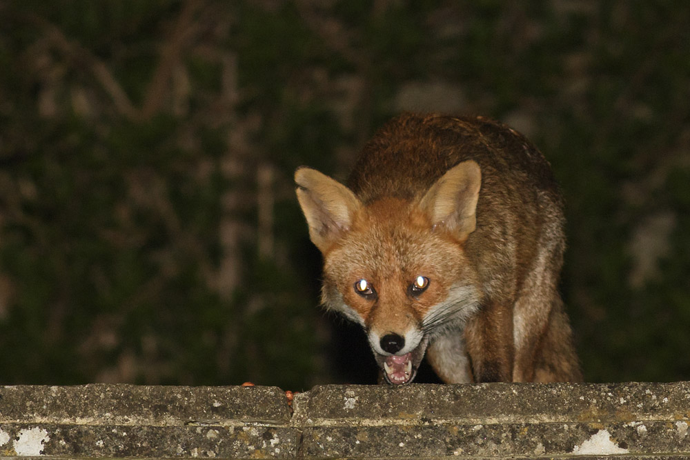 1404161304162507.jpg - Fox with nicked ear