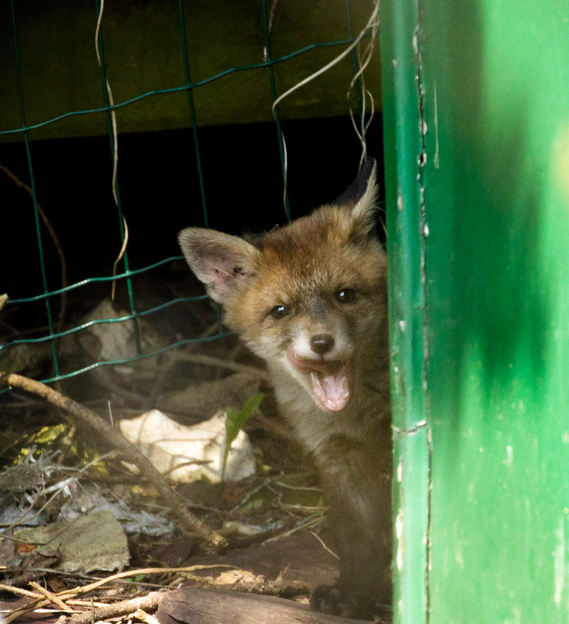 1404181404181867.jpg - First fox cub of the year