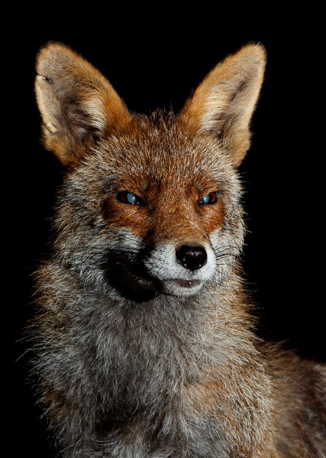1404211304216946.jpg - Portrait of Wolfy the vixen