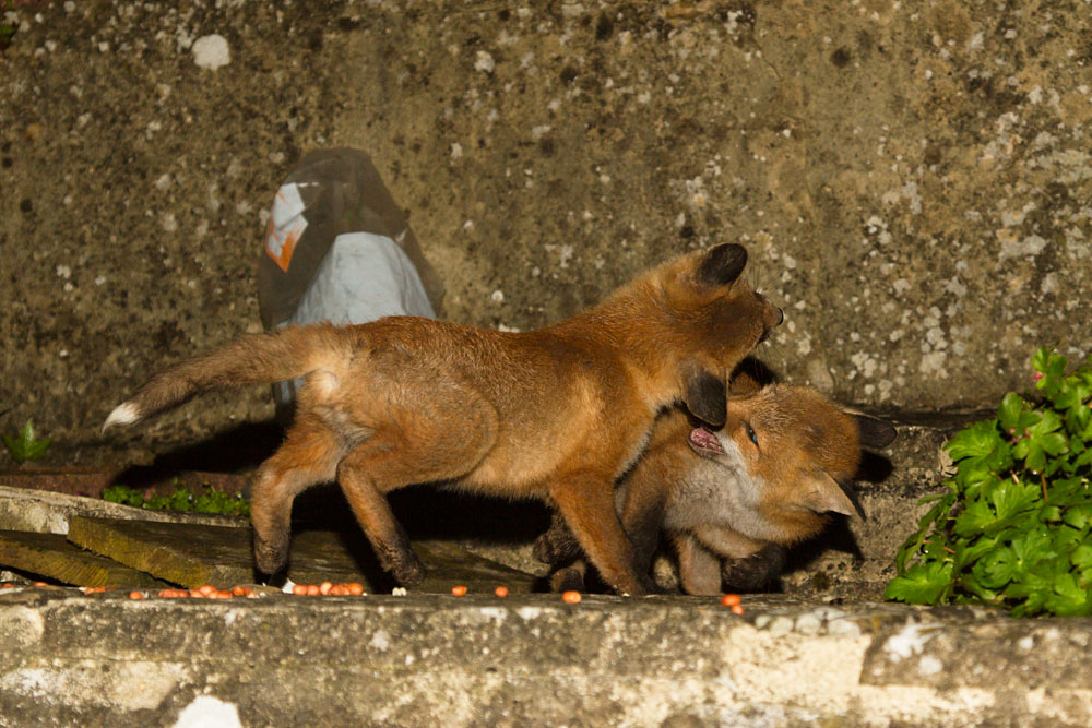 1405131305135111.jpg - Two fox cubs fighting