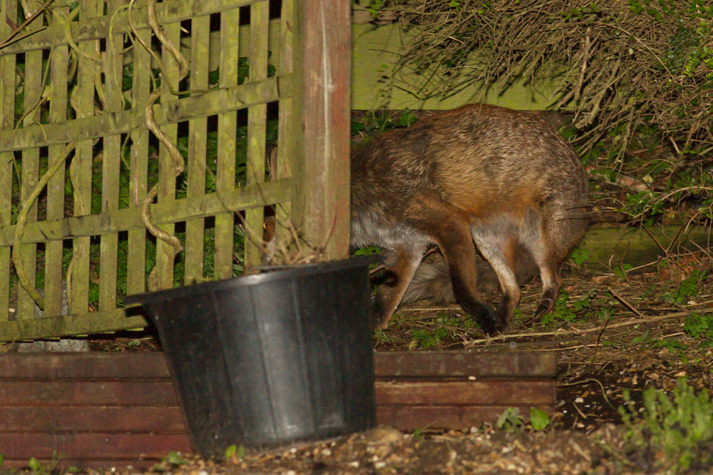 1405141205147363.jpg - Fox lurking at the rear of the garden