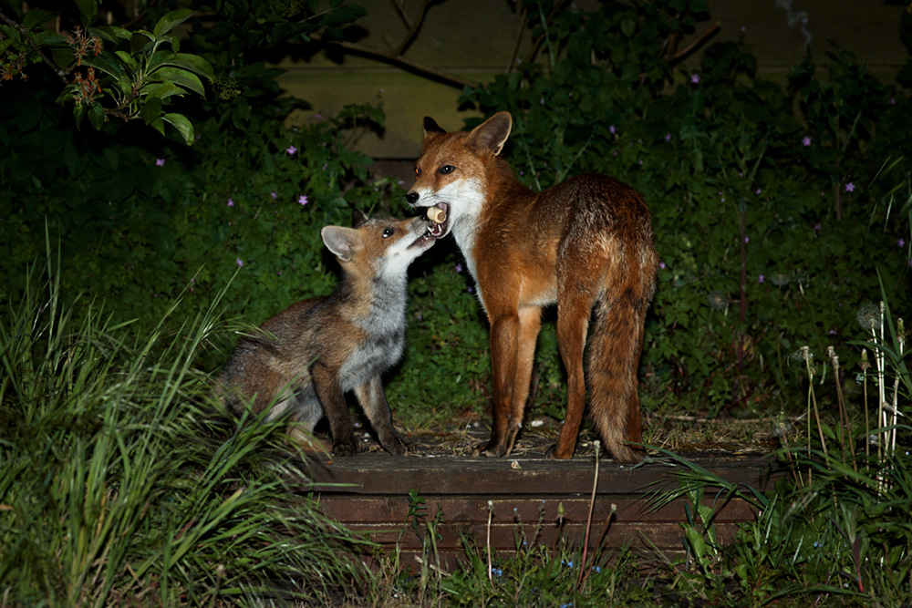 1405181405189113.jpg - Fox cub taking food from a vixen
