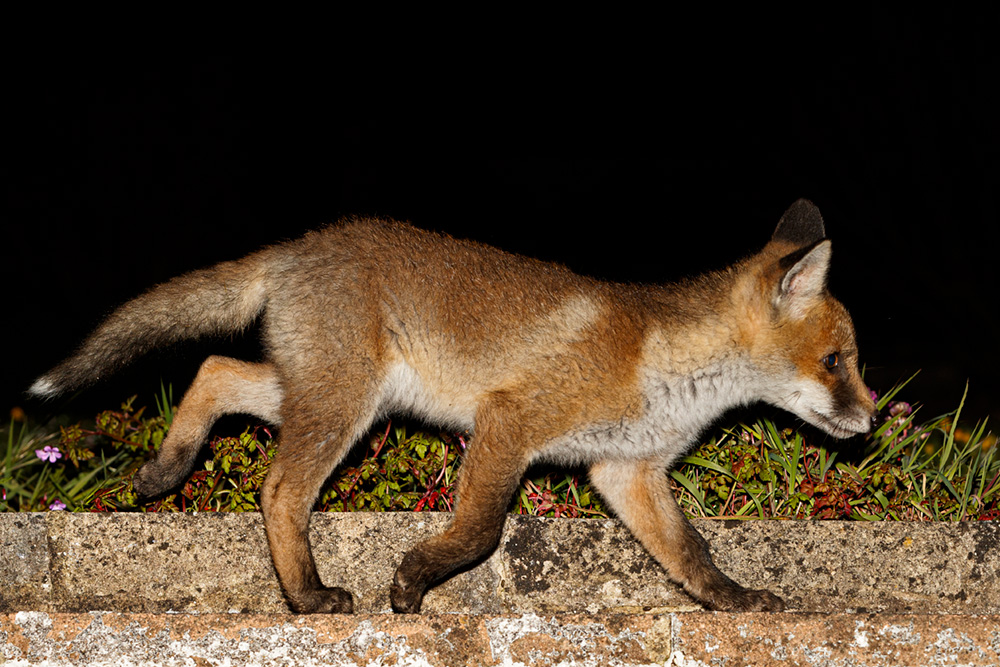 1405191305196211.jpg - Fox cub in the garden