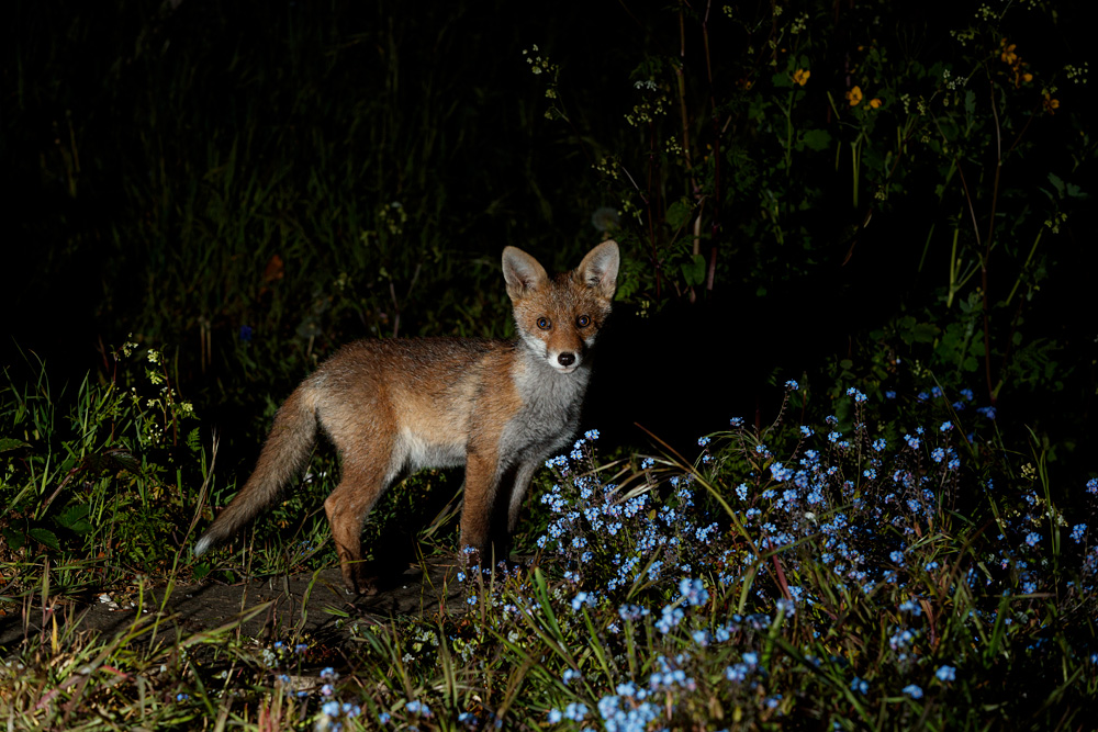 1405211305219644.jpg - Fox cub in the garden