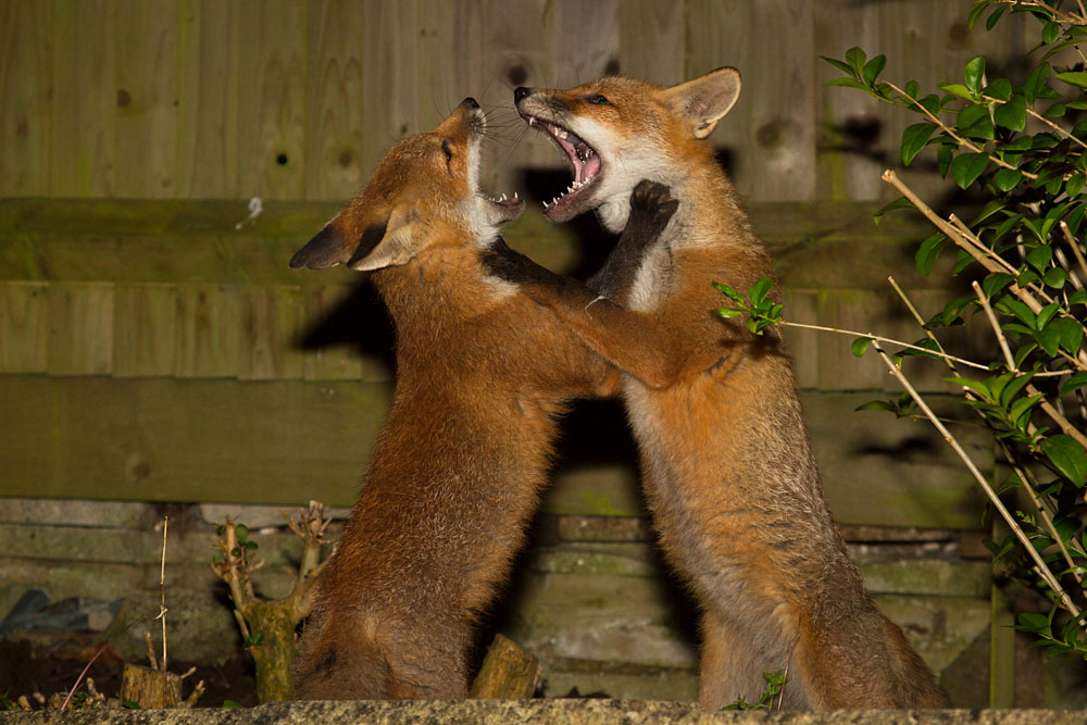 1406131306134250.jpg - Fox cubs grappling is a typical 'fox trot' pose.