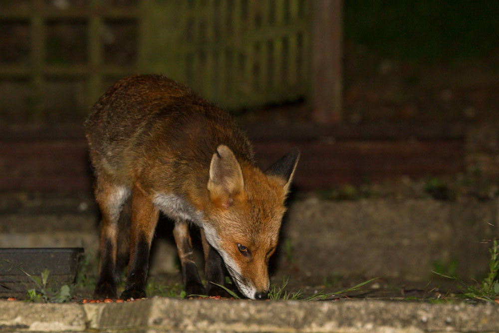 1406140906143741.jpg - Fox with nicked ear in suburban garden