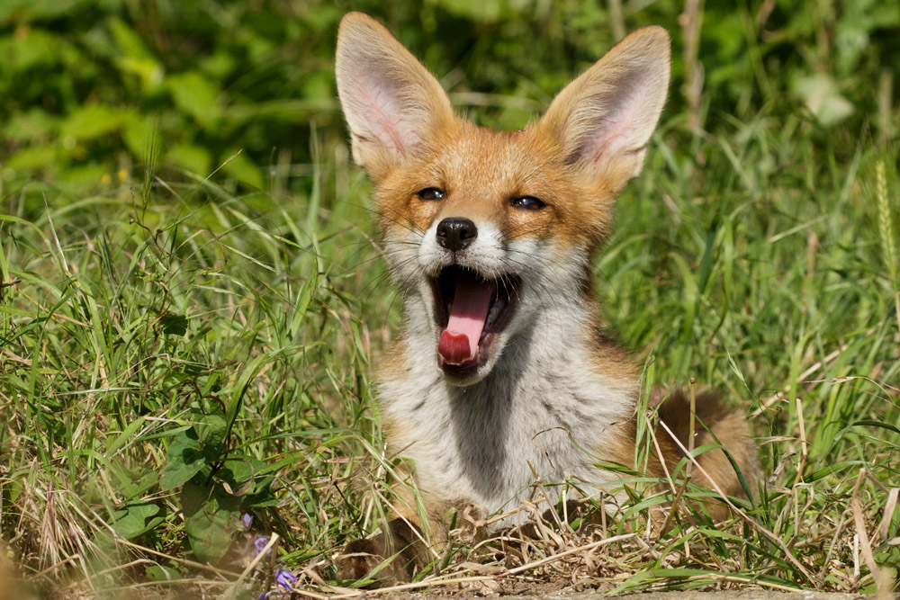 1406171406179755.jpg - A young fox cub yawns and pants on the hottest day of the year so far, just outside Brighton, East Sussex.