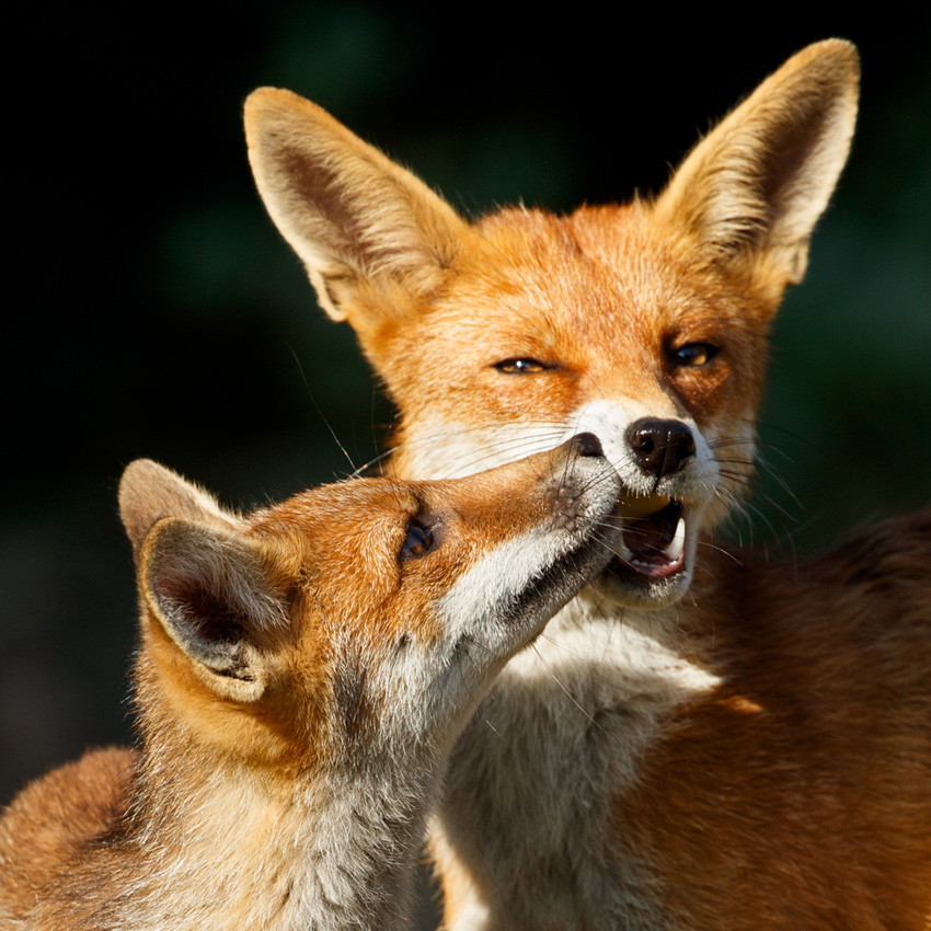 1406181406183106.jpg - Fox cub and vixen playing. The vixen is 15 months old and is the sister of the younger (3 month old) cub. As a young vixen she is a 'helper' to the parent vixen and takes her turn looking after the younger cubs. She is likely to breed herself next season.