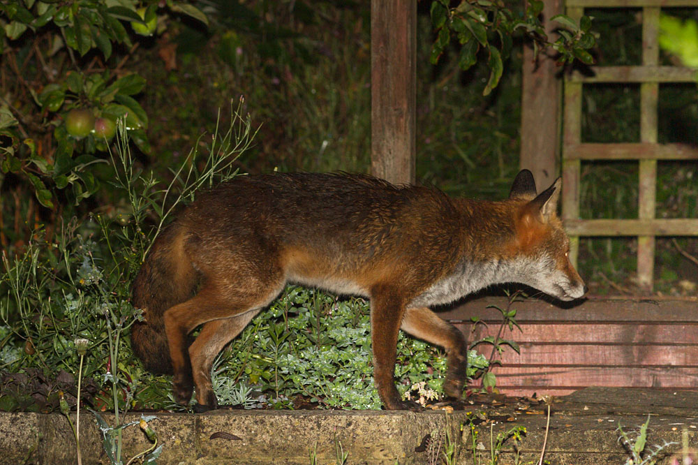 1407141207149553.jpg - Fox with nicked ear in garden