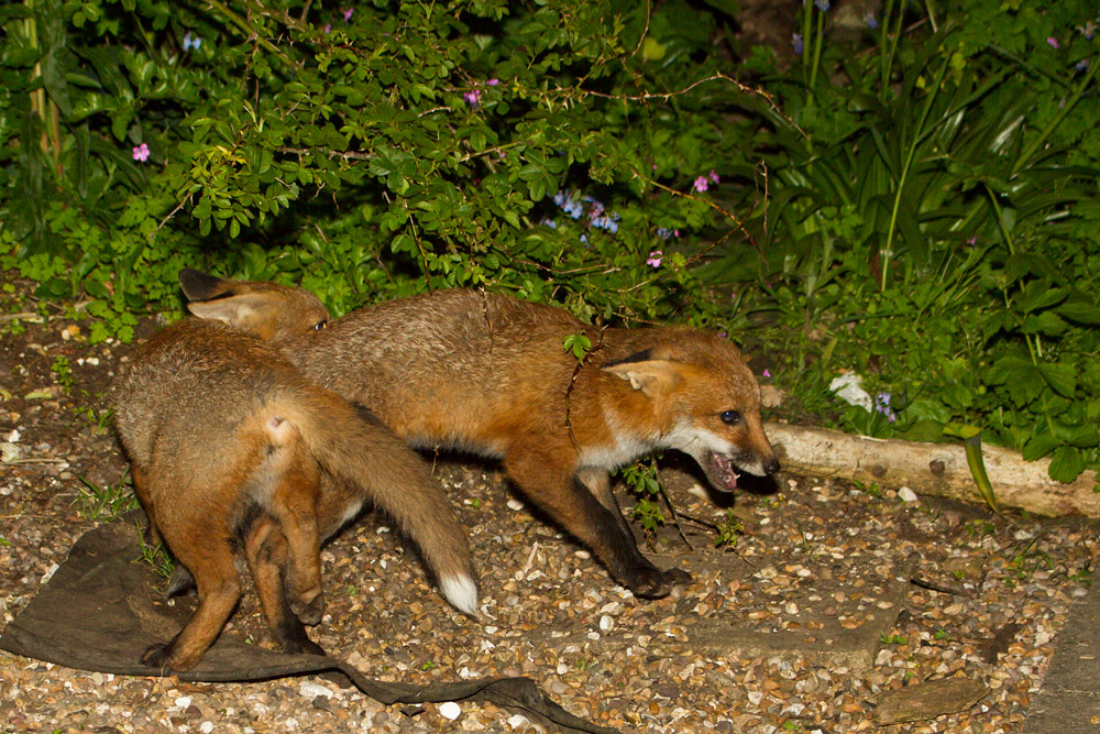 1407150306131507.jpg - Fox cubs play fighting.