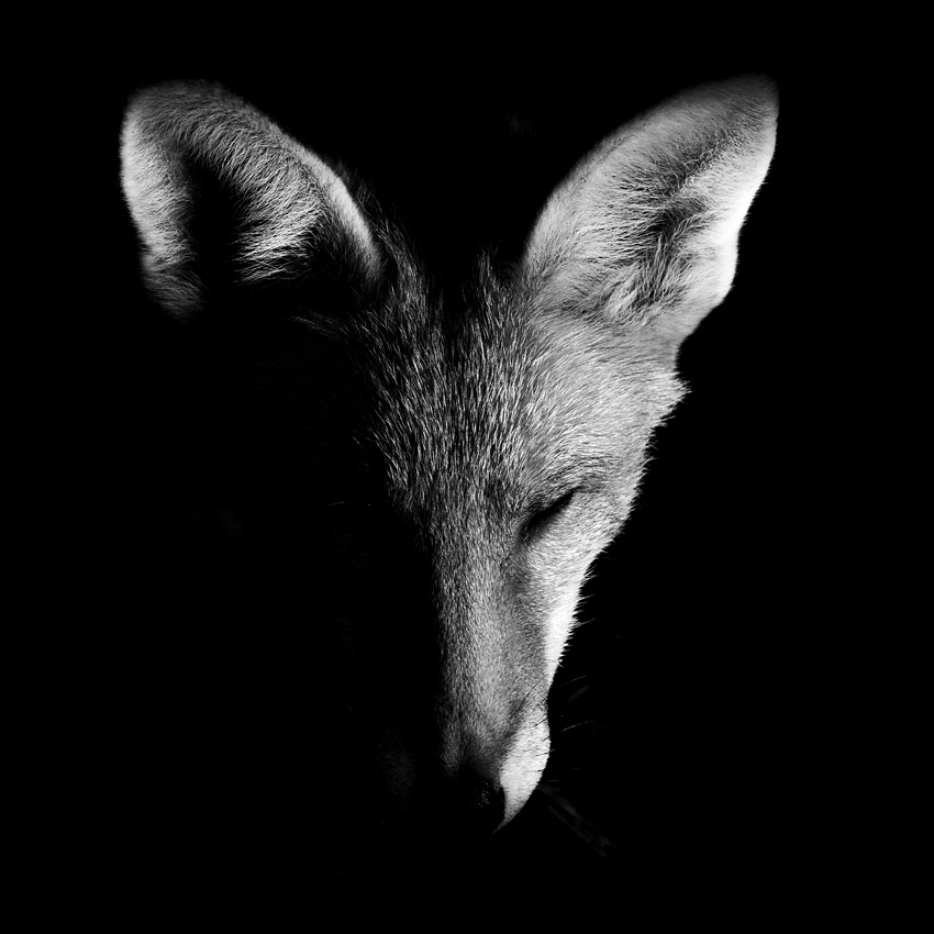 1407211407214395.jpg - Portrait of a fox cub